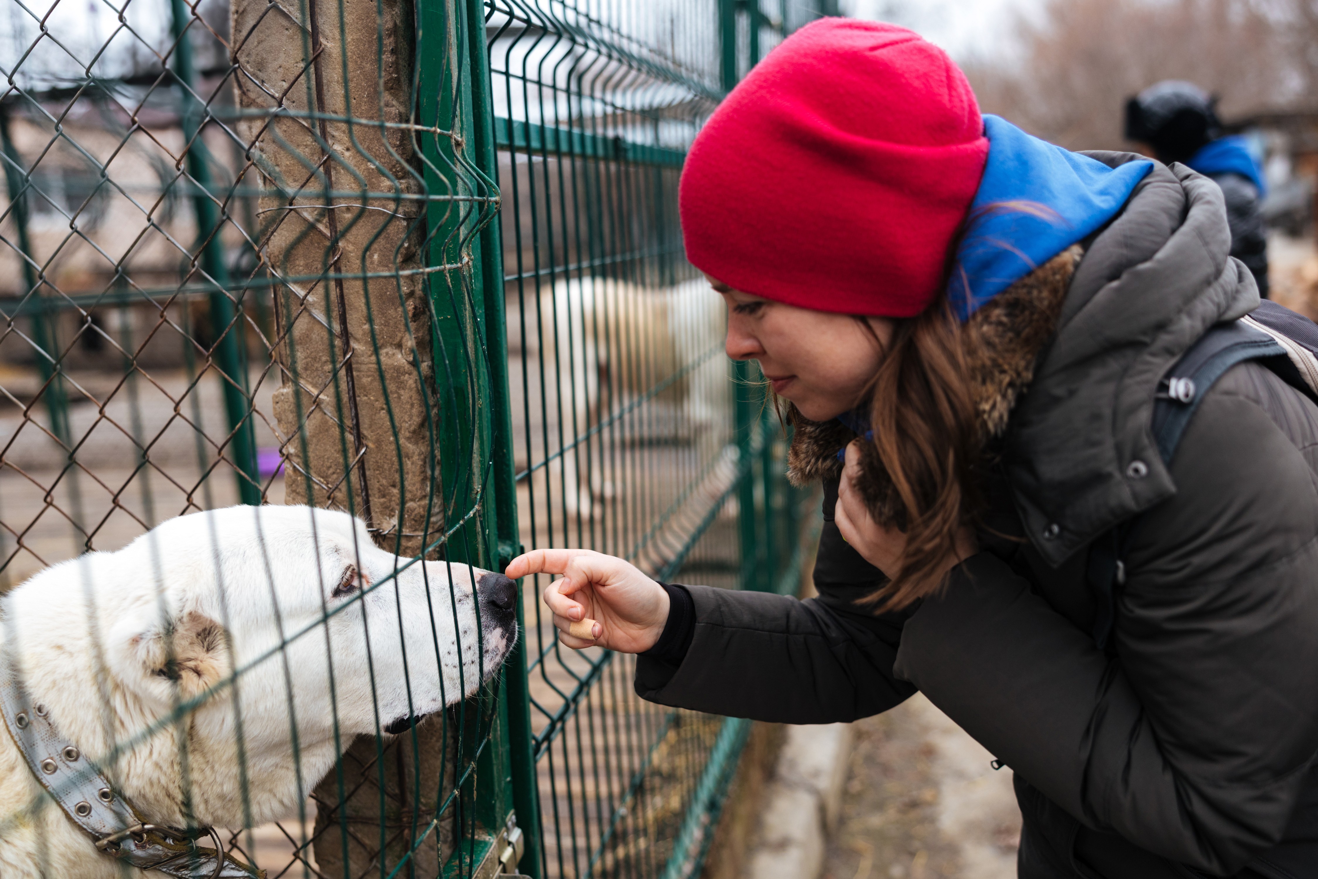 Фото з притулку у Гостомелі